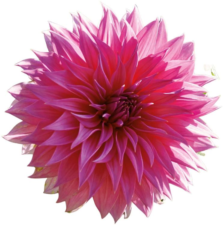 Dahlia Arthur Hambley 1kpl