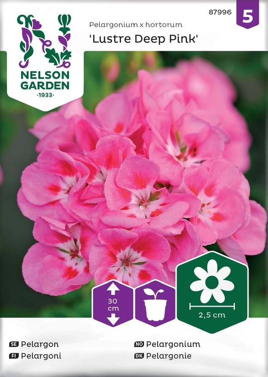 Nelson Garden Siemen Pelargoni, Lustre Deep Pink