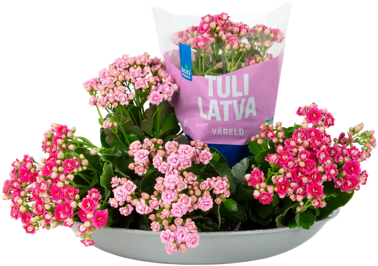 Roosa nauha Kotimaista tulilatva, vaaleanpunainen lajitelma, ruukku 12cm