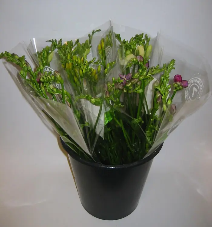 Freesia, lajitelma, 7 oksaa, 40cm