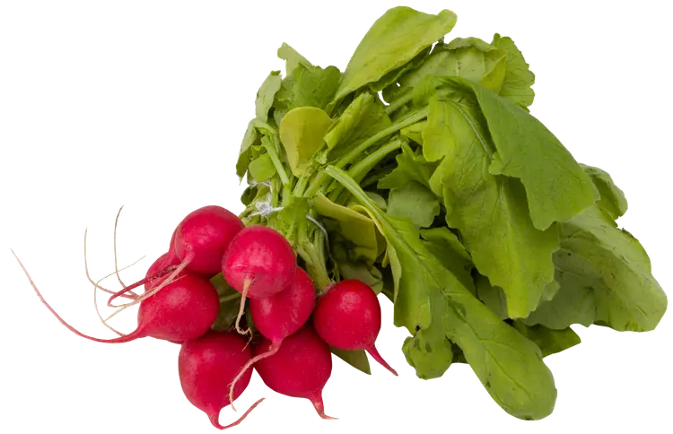 Retiisinippu 150g