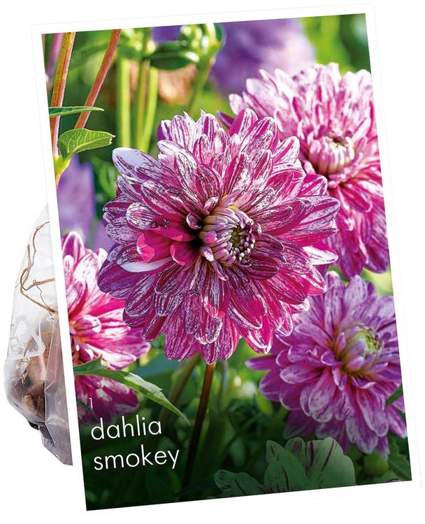 Daalia Smokey No.I 1kpl