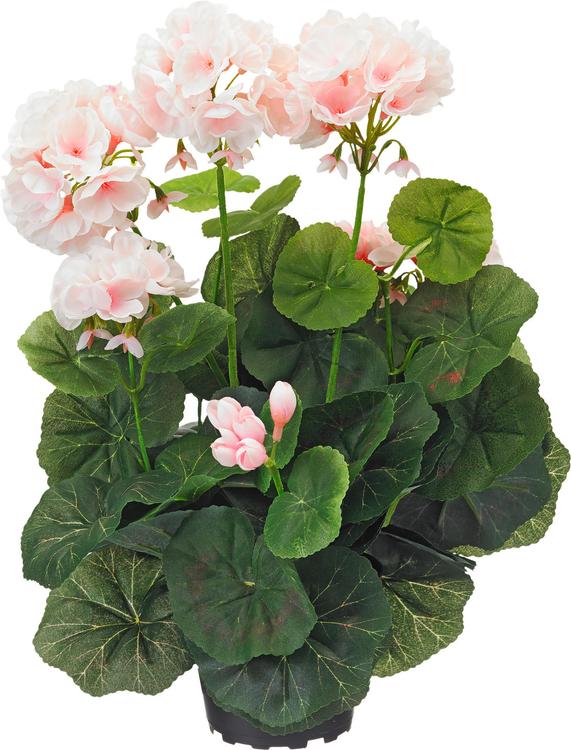 Pelargoni ruukussa 35 cm, vaaleanpunainen