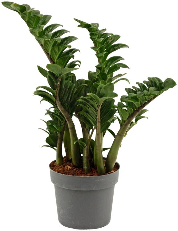 Zamioculcas Zenzi