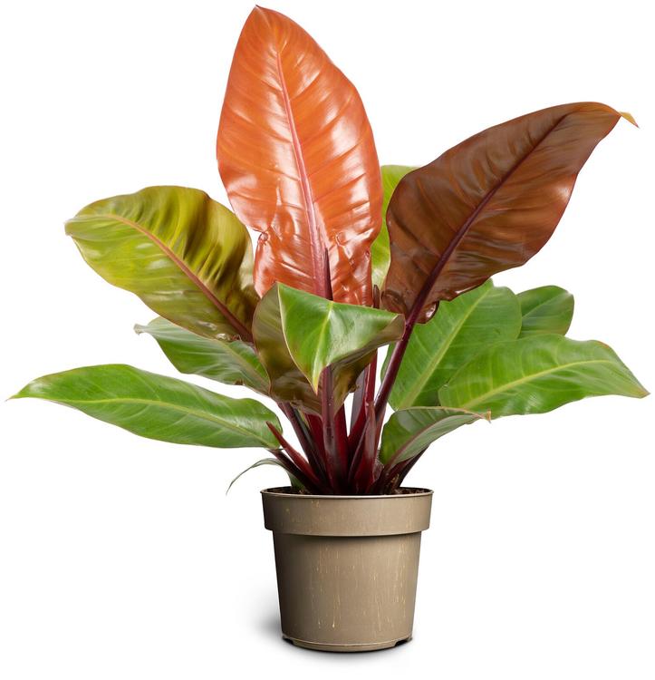 Philodendron Princes of Orange