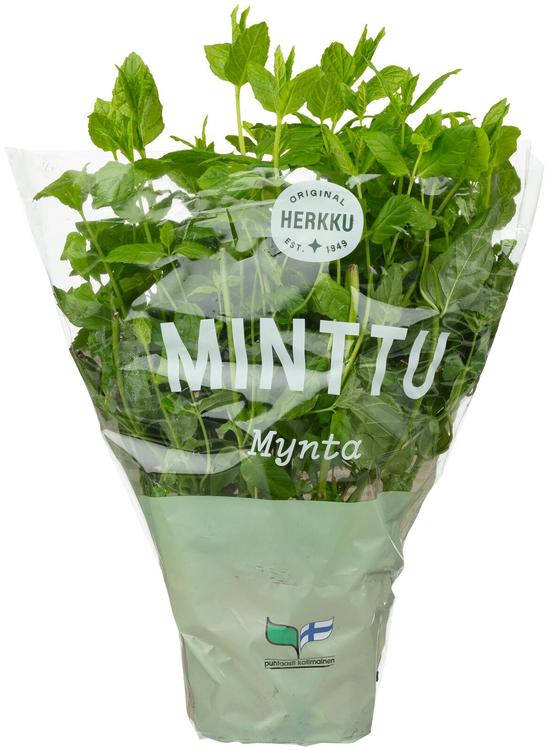 Münt potis Herkku