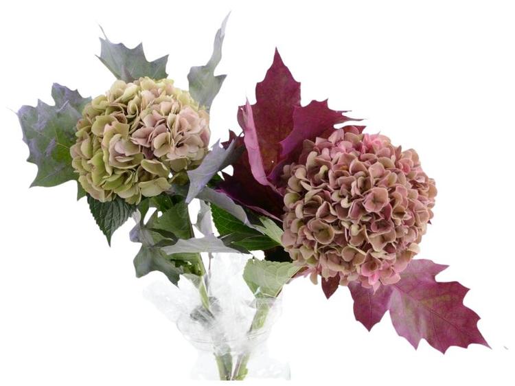 Kimp hortensia tammeleht