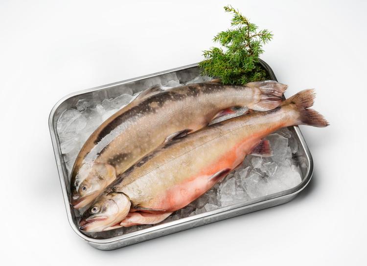 Nieriä Islanti ASC yli 800g