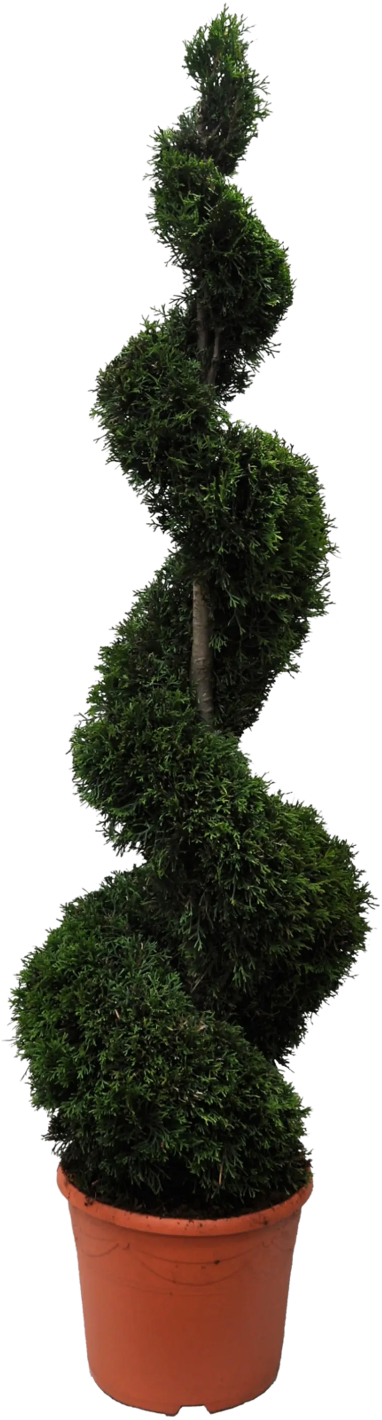 Timanttituija spiraali 140-160 cm ruukutettu 17 l ruukkuun Thuja  occidentalis 'Smaragd' | Prisma verkkokauppa