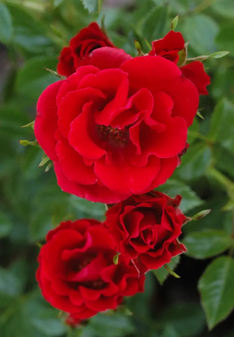Puutarha Tahvoset ruusu 'Charming Cover', Ep/At 3L, Ul | Prisma verkkokauppa