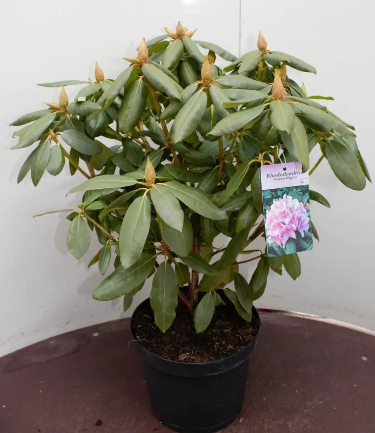 Puistoalppiruusu Rhododendron Catawbiense-ryhmä, värilajitelma neljä väriä, halkaisija vähintään 35-45 cm, astiataimi 5 litraa - 3