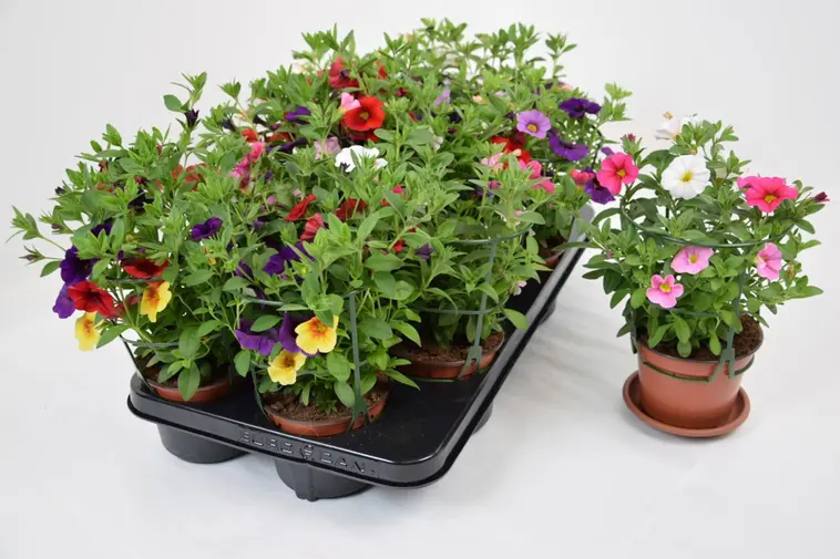 Miljoonakello Trixi 13 cm Calibrachoa 3-värinen