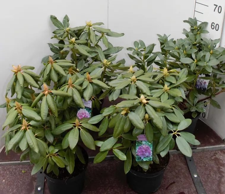 Puistoalppiruusu Rhododendron Catawbiense-ryhmä, värilajitelma neljä väriä, halkaisija vähintään 35-45 cm, astiataimi 5 litraa - 2