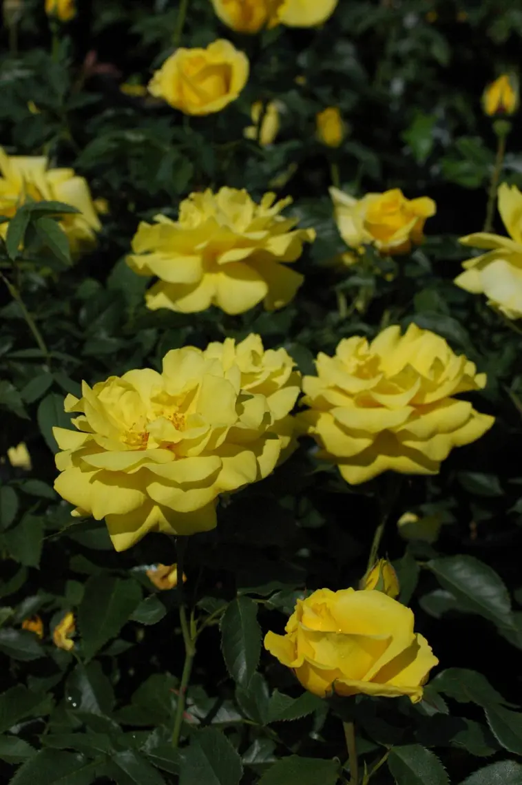 Puutarha Tahvoset ruusu 'Friesia' 3kpl | Prisma verkkokauppa