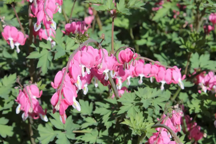 Satakunnan Taimitukku särkynytsydän Lamprocapnos spectabilis