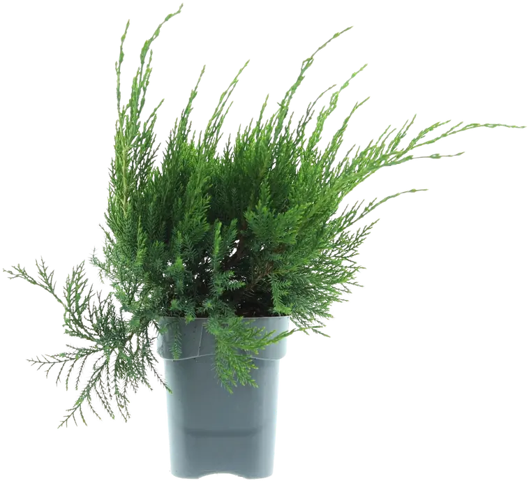 Tarhakataja ’Mint Julep’ 15-20 cm 1 l AT I-III Juniperus x pfitzeriana 'Mint Julep'