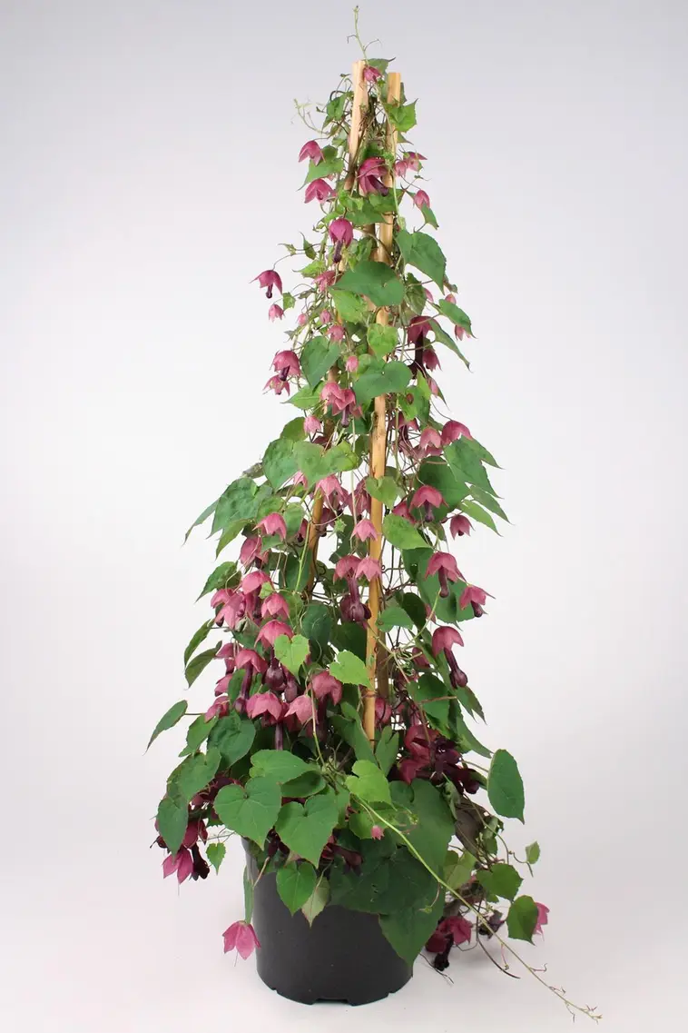 KESÄKÖYNNÖS MIX 12 CM