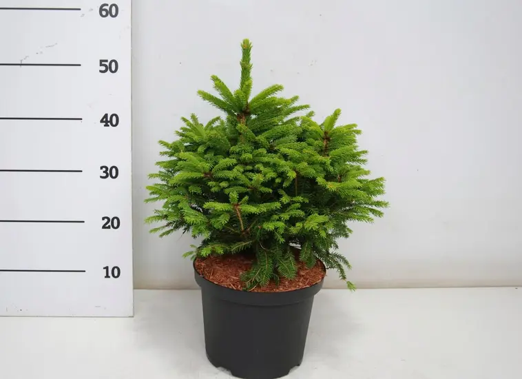 Pallokuusi 'Ohlendorffii' 20-25 cm astiataimi 5 l ruukku Picea abies 'Ohlendorffii'