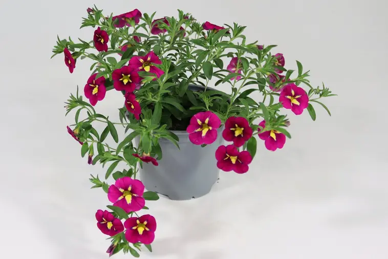 Miljoonakello 12 cm ruukussa