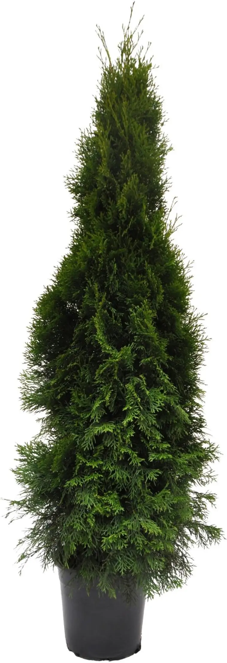 Timanttituija 'Smaragd'. Thuja occidentalis 'Smaragd'. Taimen korkeus 120-140cm. 12L astiaan ruukutettu ja juurrutettu taimi.