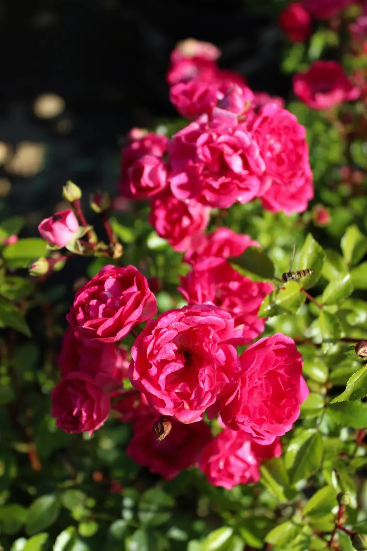Puutarha Tahvoset Easy Elegance ruusu 'Little Mischief' astiataimi 3l  ruukussa | Prisma verkkokauppa