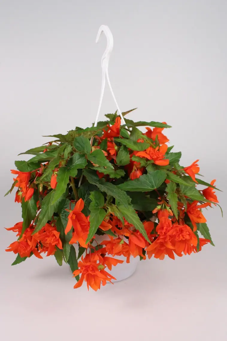 Begonia-amppeli 23 cm ruukussa - 2