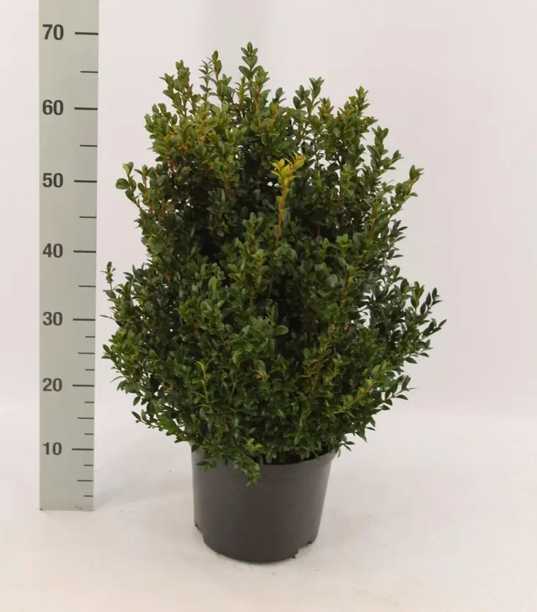 P-Plant isopuksipuu 40-60cm aitataimi 5l ruukussa