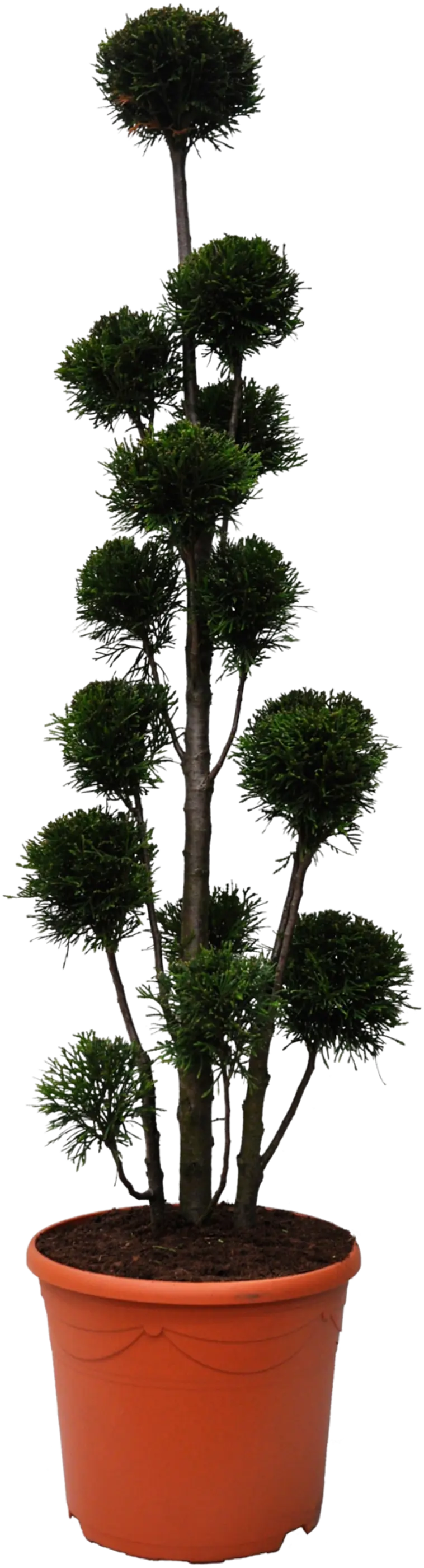 Timanttituija ponpon 100-120 cm ruukutettu 12 l ruukkuun Thuja occidentalis  'Smaragd' | Prisma verkkokauppa