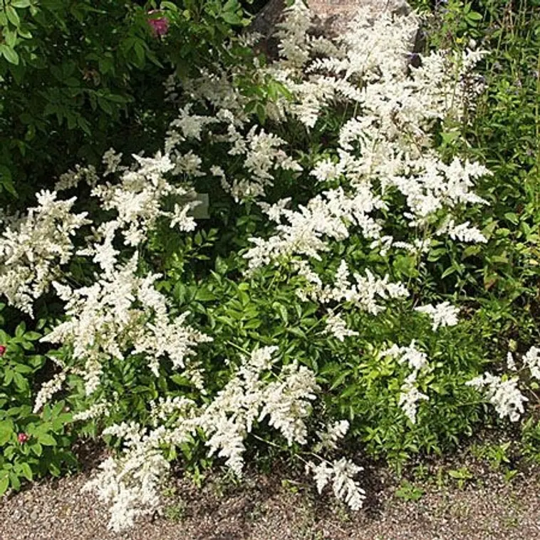 Satakunnan Taimitukku tarhajaloangervo 'Brautschleier' Astilbe arendsii-ryhmä