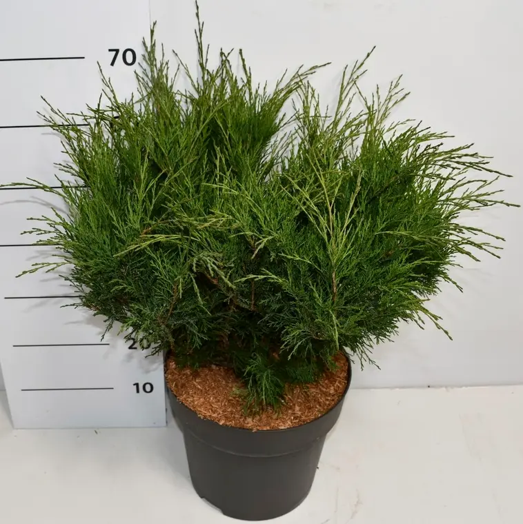 Rohtokataja Sabina 50-60 cm astiataimi 12 l ruukku Juniperus sabina
