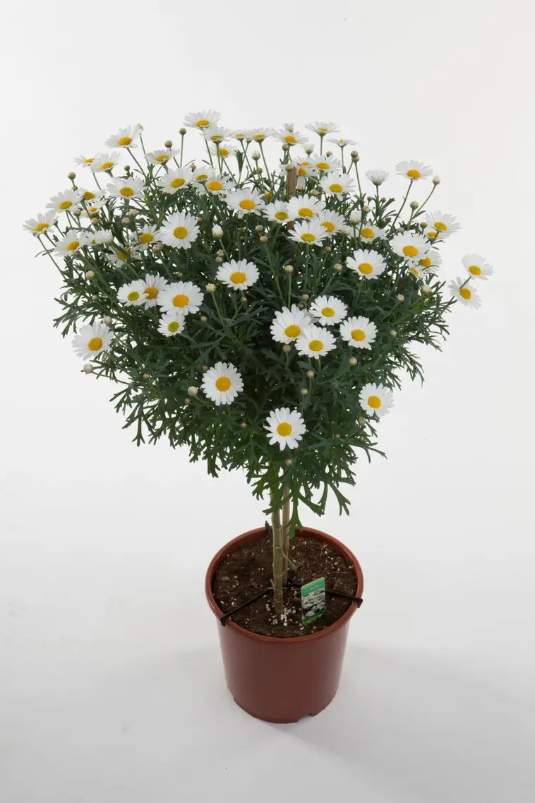 Top 37+ imagen pallokrysanteemi prisma - abzlocal fi