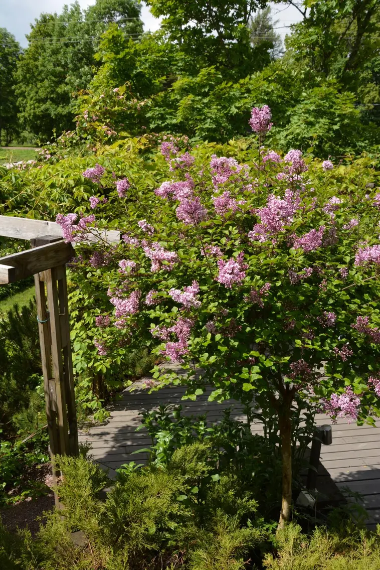Puutarha Tahvoset pikkusyreeni Palibin koristepuu astiataimi runko 80 cm |  Prisma verkkokauppa
