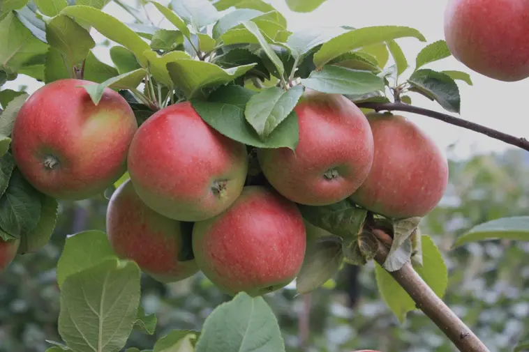Puutarha Tahvoset omena 'Amorosa' kääpiöivä talvilajike, Malus domestica  'Amorosa' | Prisma verkkokauppa