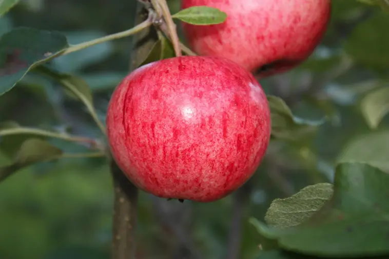 Puutarha Tahvoset omenapuu 'Huvitus' astiataimi 7,5l ruukussa