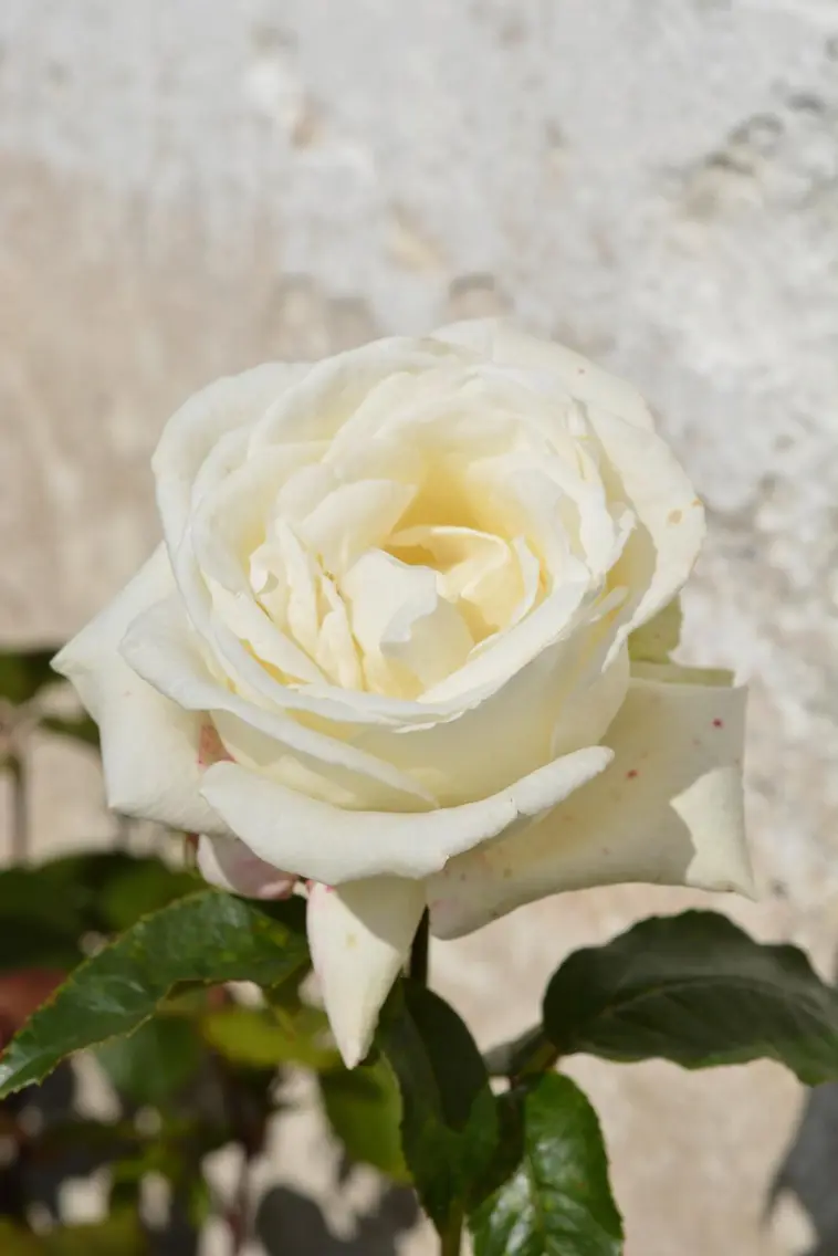 Puutarha Tahvoset ruusu 'Karen Blixen' 3kpl