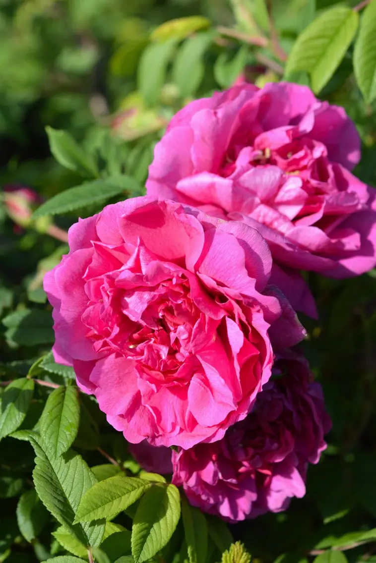 Puutarha Tahvoset ruusu 'Pohjolan Kuningatar' astiataimi 3l ruukussa |  Prisma verkkokauppa
