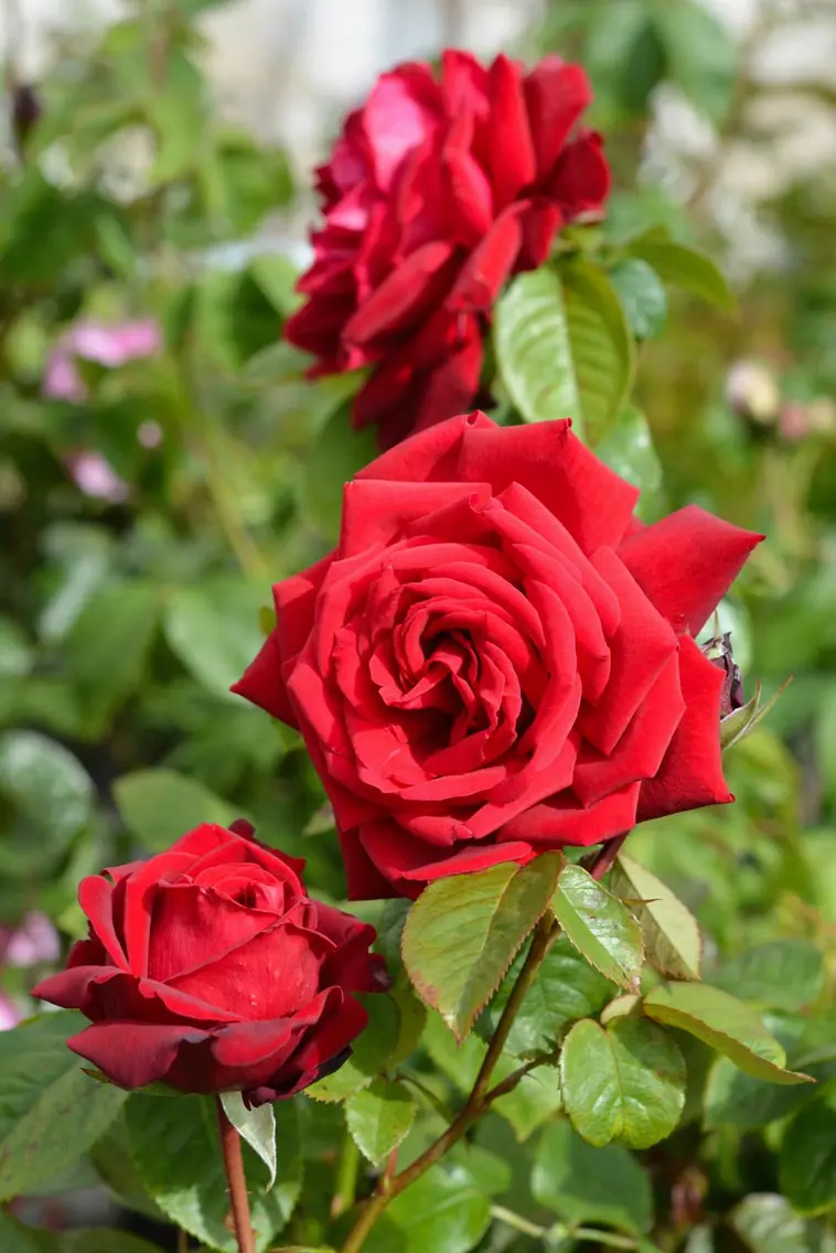 Puutarha Tahvoset ruusu 'Burgund' 3kpl | Prisma verkkokauppa