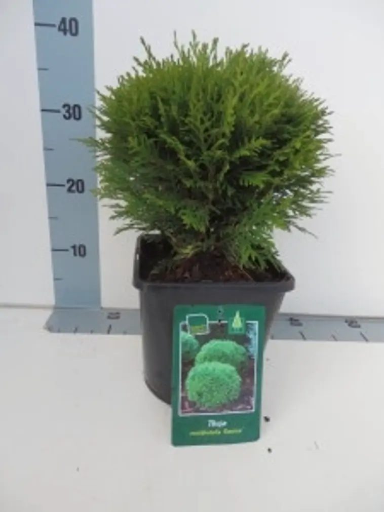 P-Plant pallotuija 'Danica' 20-25cm astiataimi 19cm ruukussa