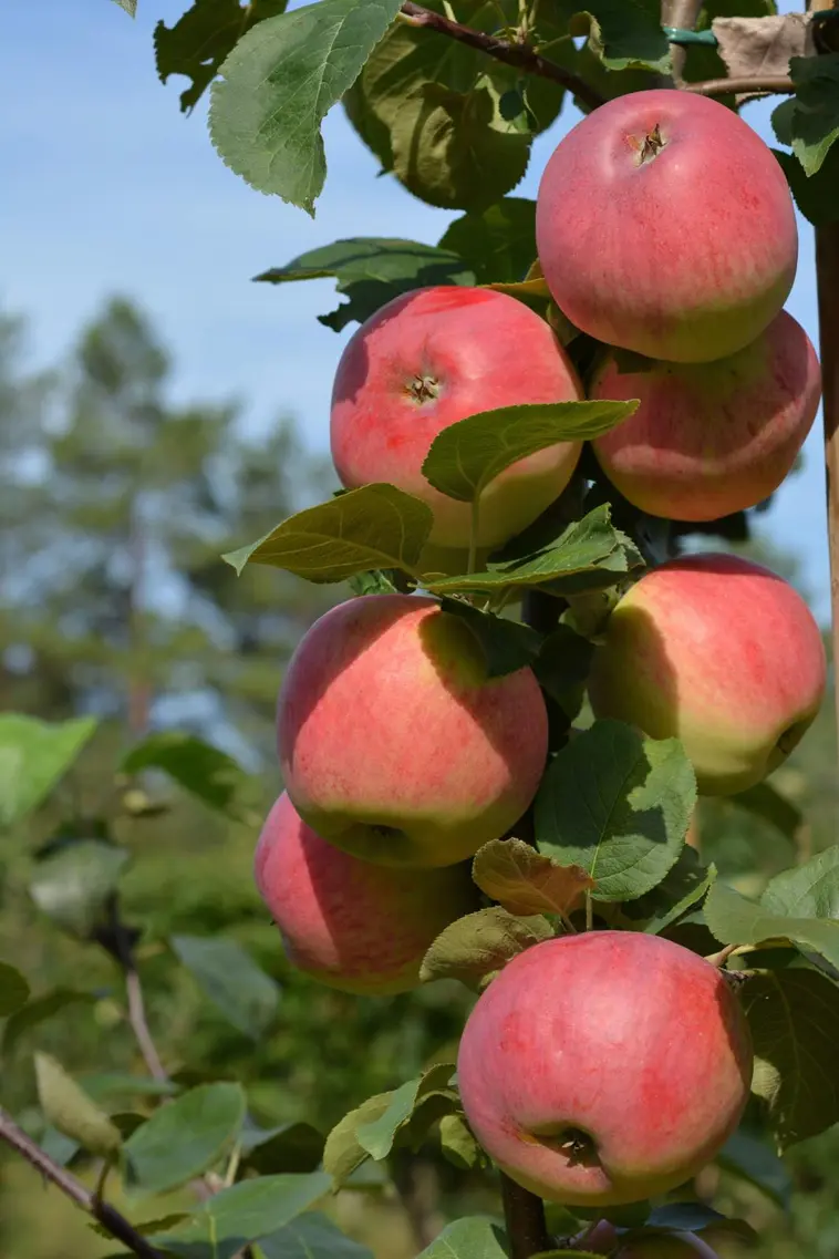 Puutarha Tahvoset omenapuu 'Gita' astiataimi 7,5l ruukussa | Prisma  verkkokauppa