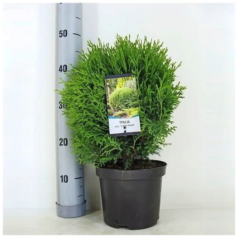 P-Plant pallotuija 'Little Giant' 25-30cm astiataimi 19cm ruukussa