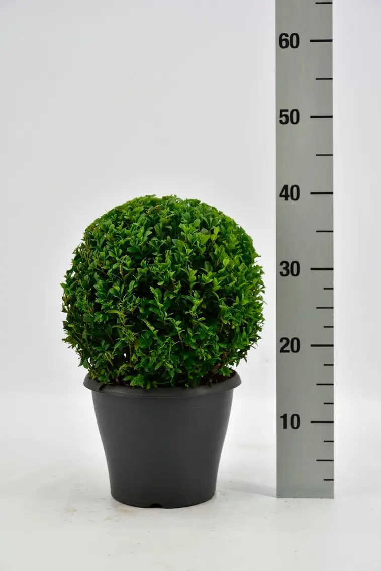 Puksipuu, pallomaisesti muotoiltu, koko 20-25 cm ruukun päältä, kokonaiskorkeus 40cm. Buxus sempervirens