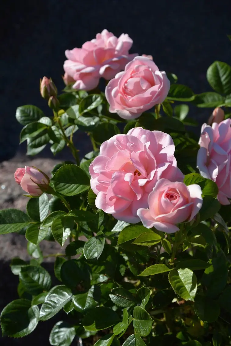Puutarha Tahvoset ruusu 'Astrid Lindgren' 3kpl