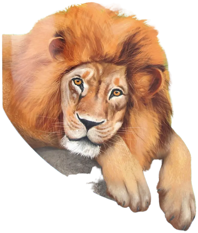 Create your Zoo Tarrakirja