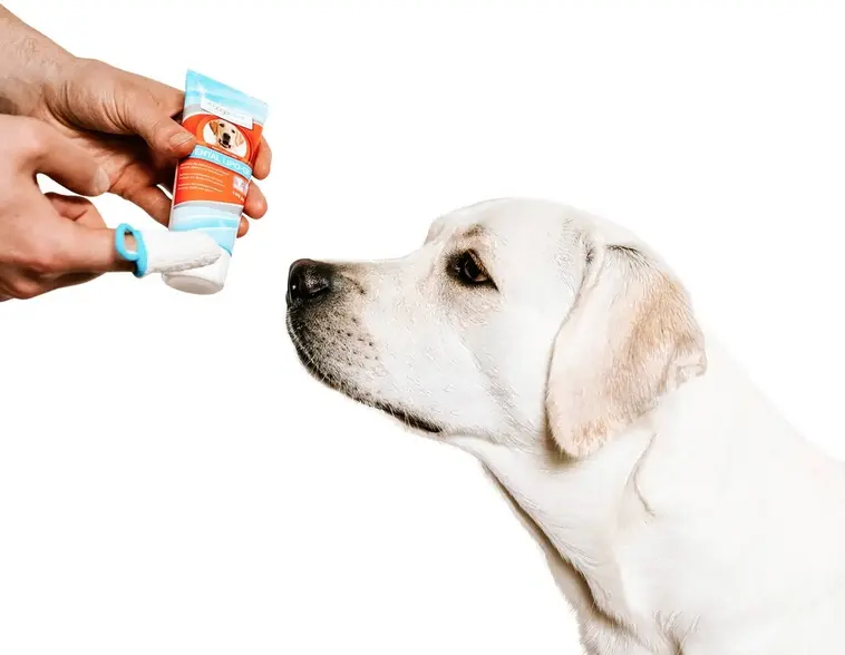 Bogadent hampaanpuhdistuslappu koiralle 2kpl - 4