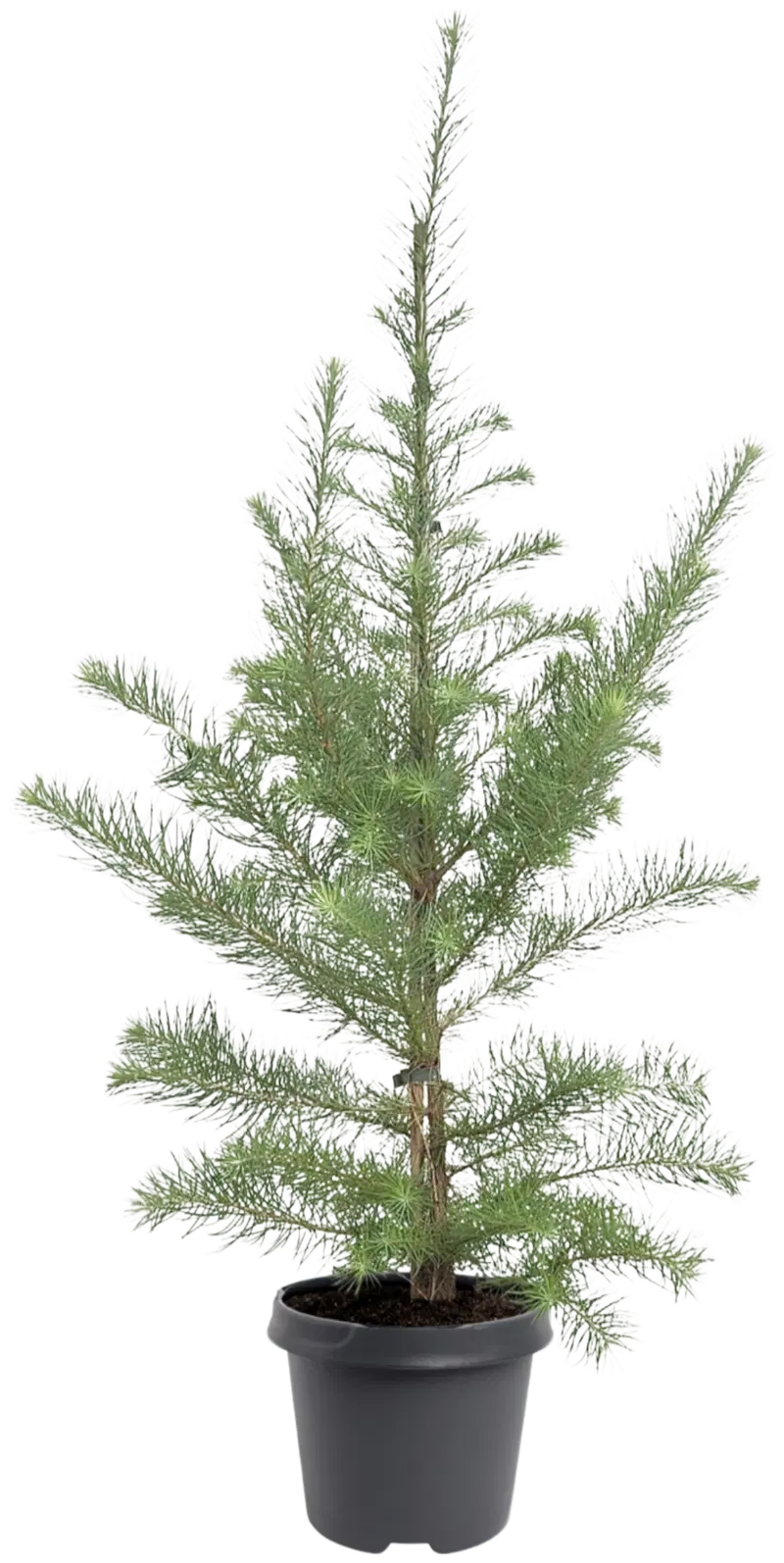 Контейнер из лиственницы японской 80-100см горшок 5л Larix kaempferi