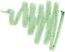 011 Alligator
