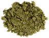 Northern Fern